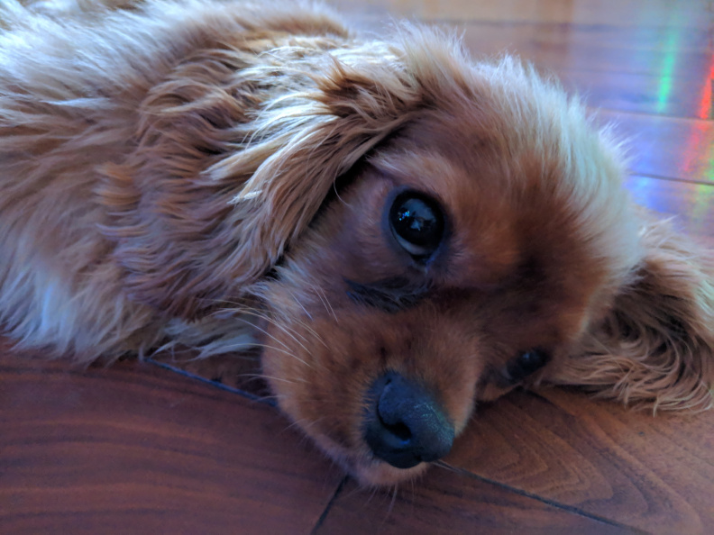 Rusty taking advantage of the warm floor PiwigoClient_Upload_276604469453670757.jpg