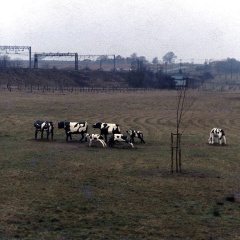 Concrete cows