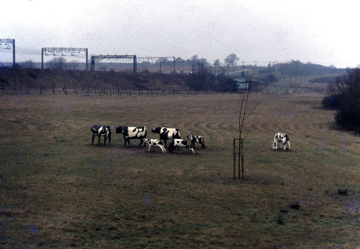 Concrete cows