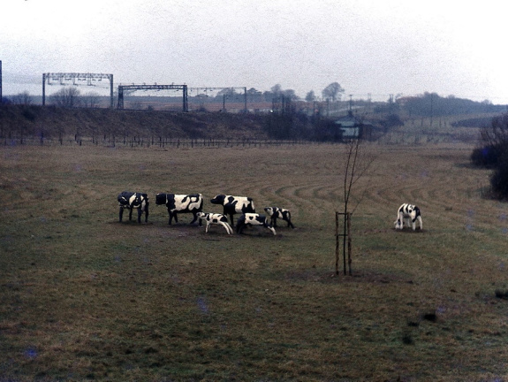 Concrete cows