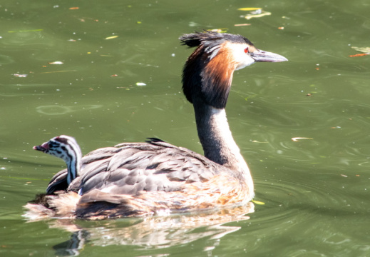 Processed-IMGP515013