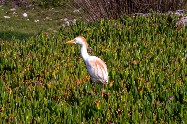 Mazagan Beach Resort, El Jadida Morocco Processed-IMGP400062.jpg