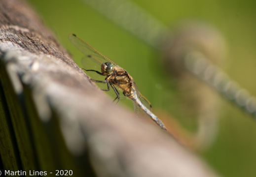 Processed-IMGP53276