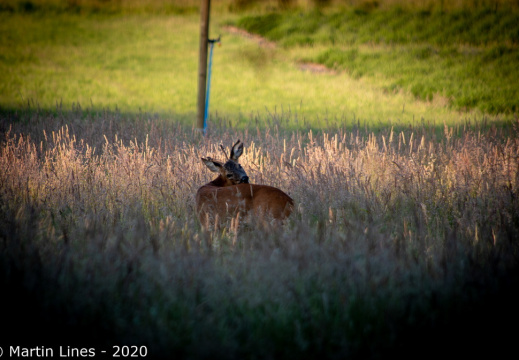 Processed-IMGP53319