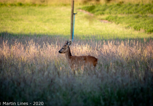 Processed-IMGP533310