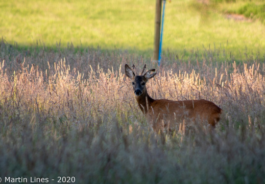 Processed-IMGP533512