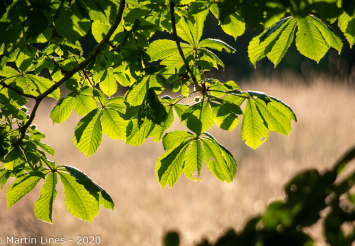 Processed-IMGP533713