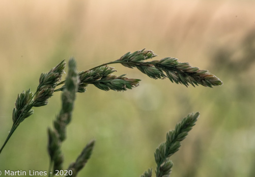 Processed-IMGP54272