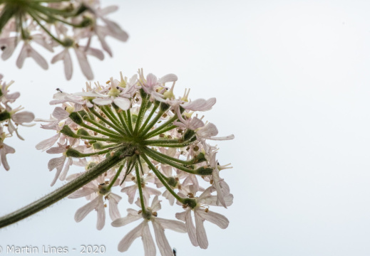 Processed-IMGP54335