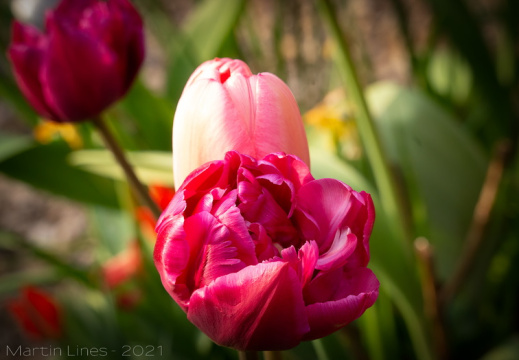 Processed-IMGP2638-Edit3