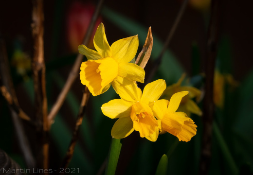 Processed-IMGP2656-Edit8