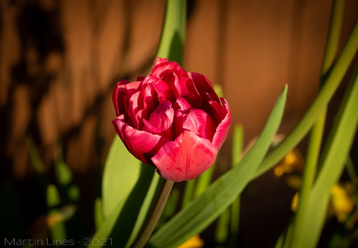 Processed-IMGP2657-Edit9