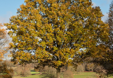 Processed-IMGP039417