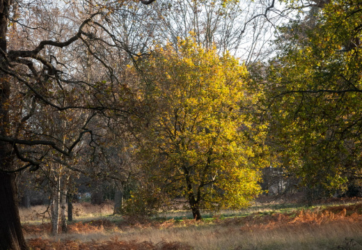 Processed-IMGP041128