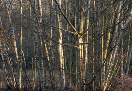 Processed-IMGP041330