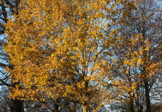 Processed-IMGP041532