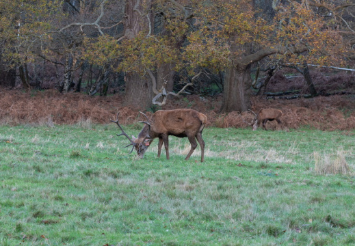 Processed-IMGP041734