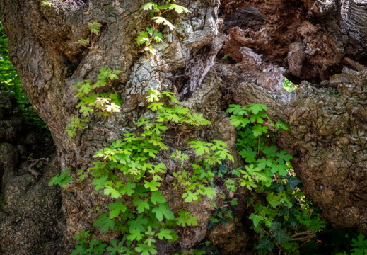 Processed-IMGP337111