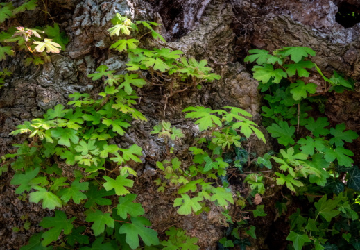 Processed-IMGP337212