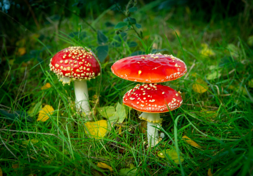 Processed-IMGP633812