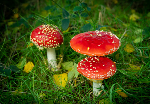 Processed-IMGP633913